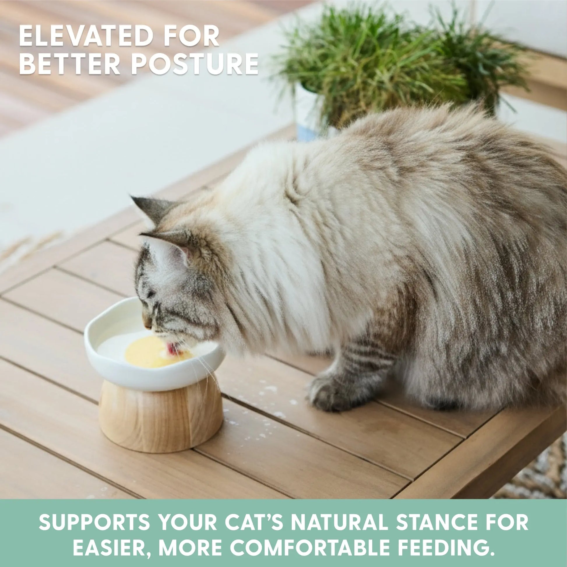 EggNest™ Elevated Cat Bowl – Cute Modern Feeding Dish